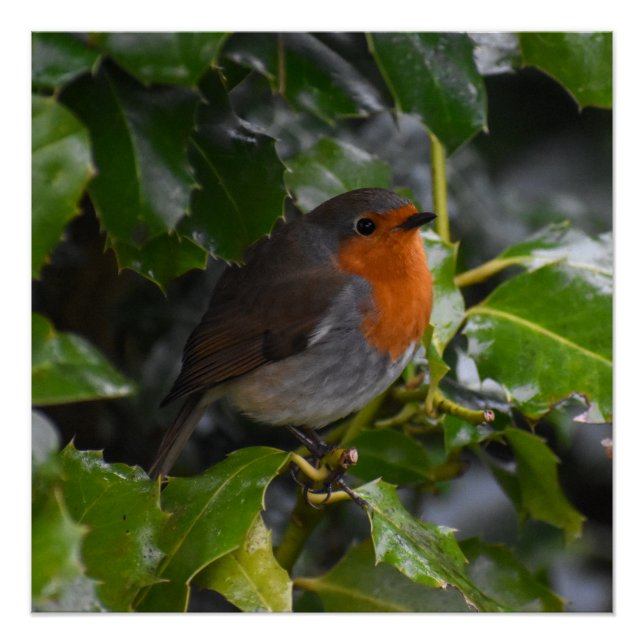 Robin  poster (Front)