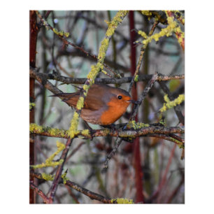 Robin poster