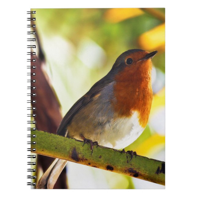 Robin red breast bird notebook (Front)