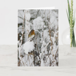 Robin Red Breast Holiday Card