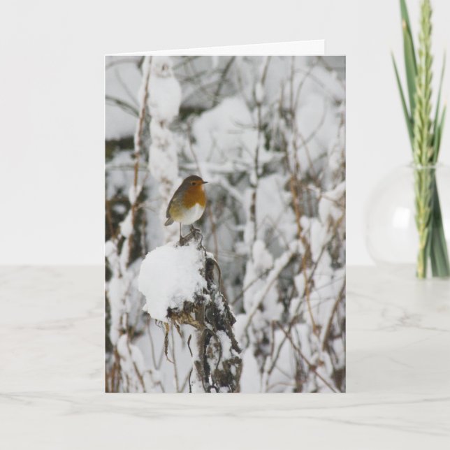 Robin Red Breast Holiday Card (Front)