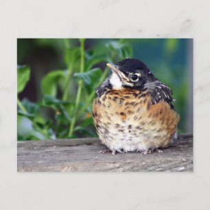 Robin Red Breast PostCard