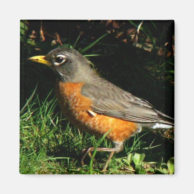 Robin Redbreast Bird Magnet (Front)