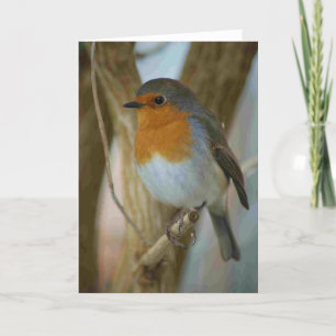 Robin Redbreast Holiday Card