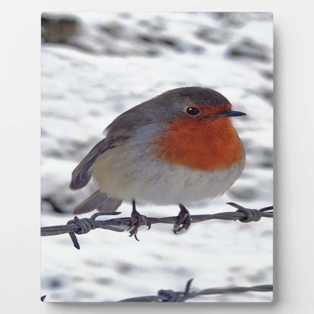 Robin Redbreast Plaque (Front)