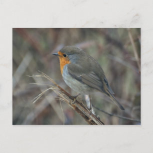 Robin redbreast postcard