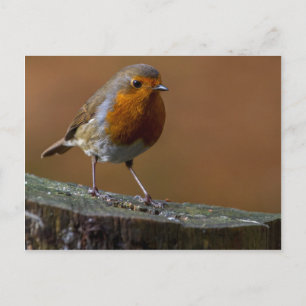 Robin Redbreast Postcard
