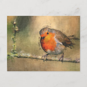 Robin Redbreast Postcard