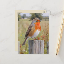  Robin Redbreast Postcard