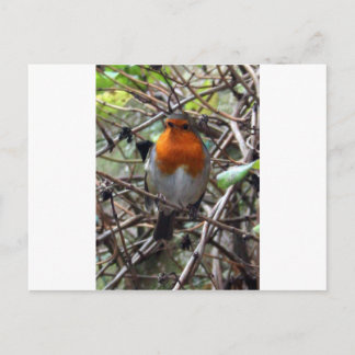 Robin redbreast postcard