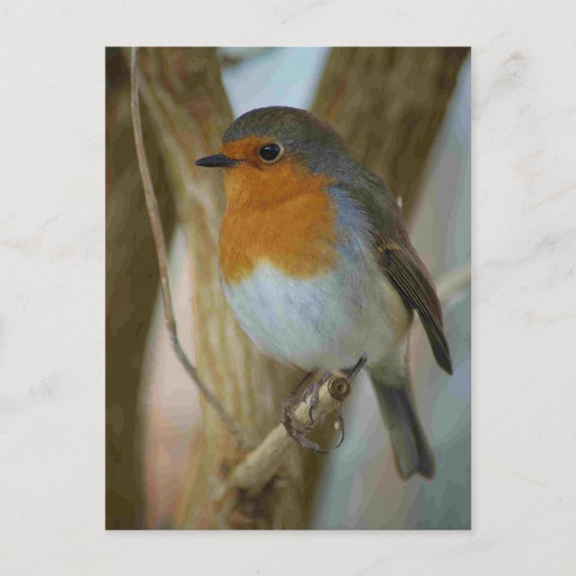 Robin Redbreast Postcard (Front)