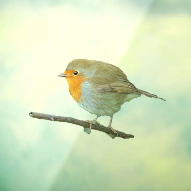 Robin Redbreast Window Cling (Sheet 3)