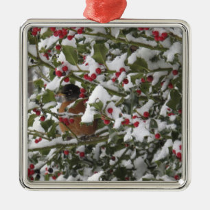 robin sheltering in a holly tree after a snow metal tree decoration