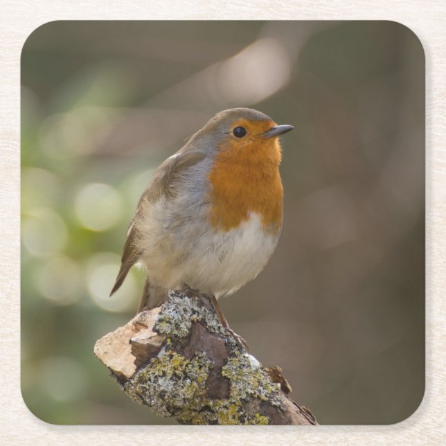 Robin Square Paper Coaster (Front)