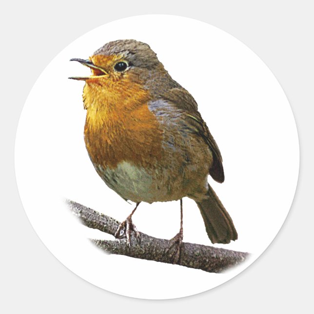 Robin Sticker (Front)