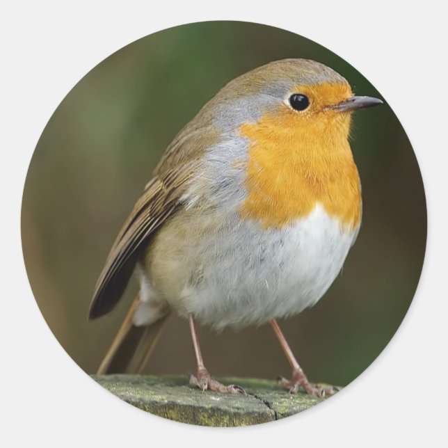 Robin Stickers (Front)