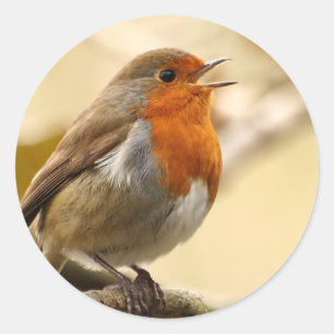 Robin Stickers
