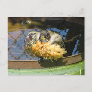 Robin Taking Bath Postcard