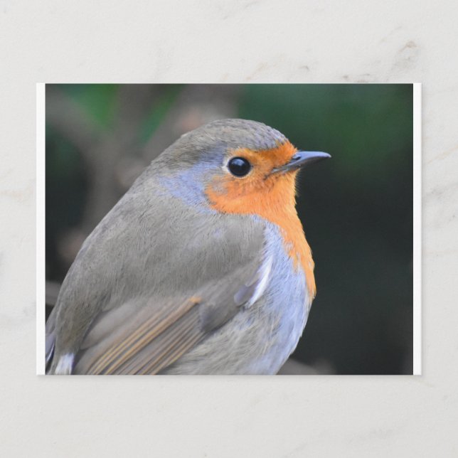 Robin Up Close  Postcard (Front)