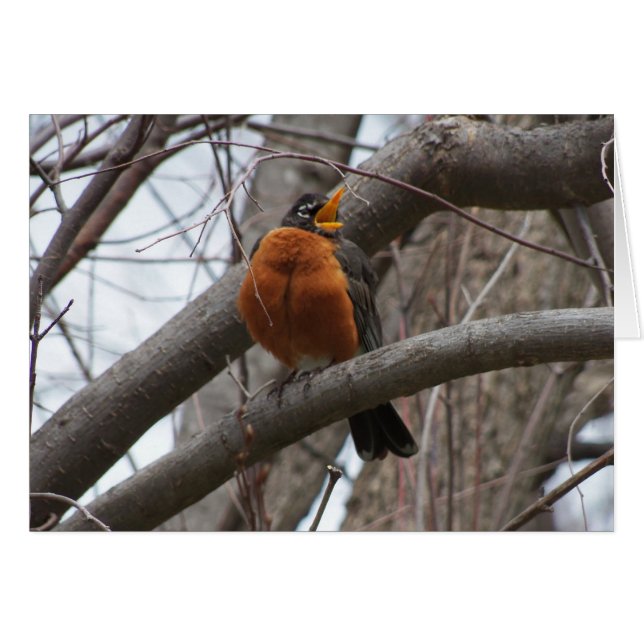 Robin & Wren, Joyful Noise (Front Horizontal)
