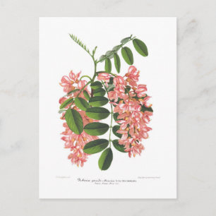 Robinia Postcard