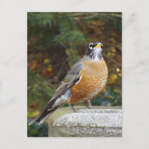 Robins Bath bird postcard