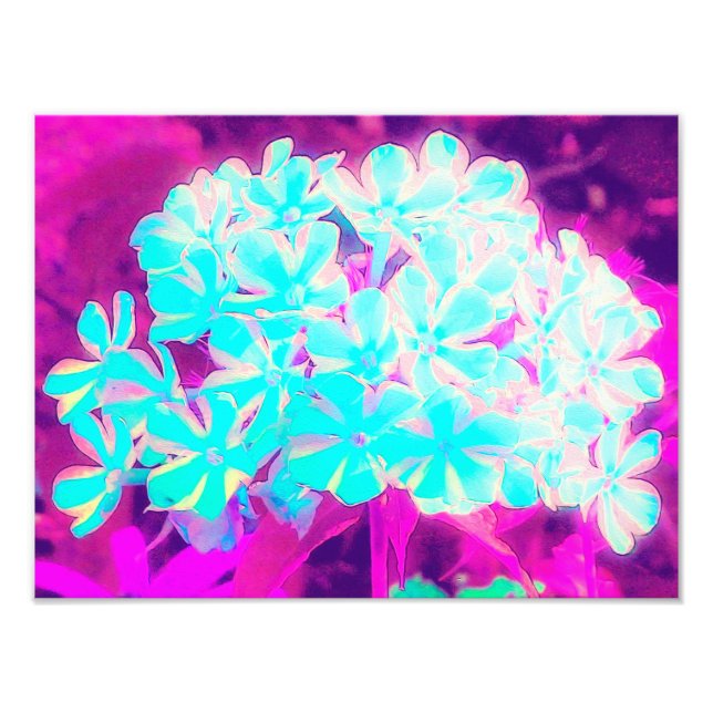 Robin's Egg Blue Peppermint Twist Phlox Flowers Photo Print (Front)