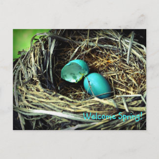 Robin's Egg Nest Spring Postcard