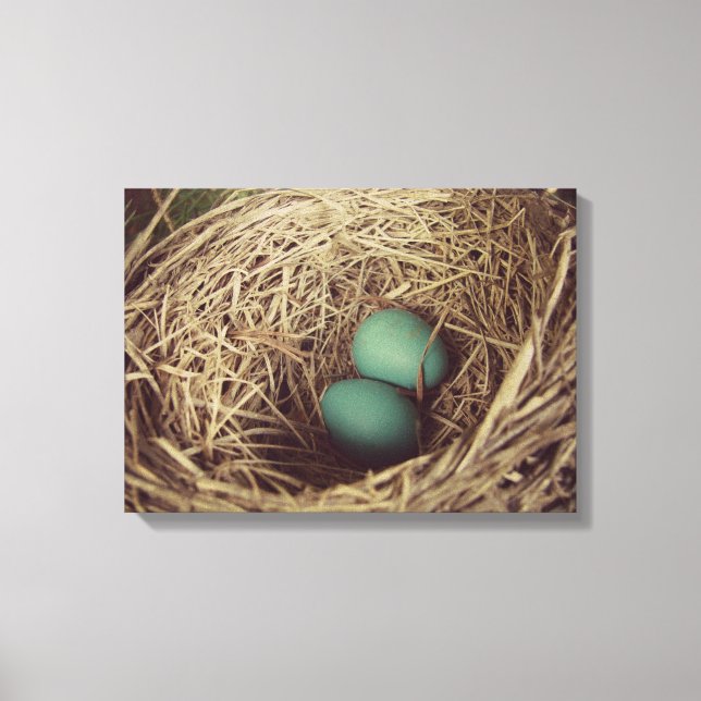Robins Eggs in Nest Canvas Print (Front)