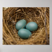 Robins’ Eggs 