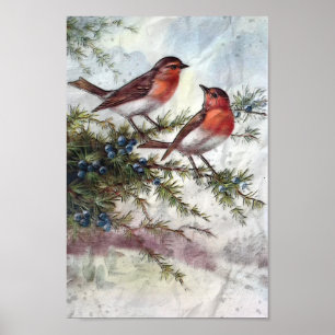 Robins In Winter Poster