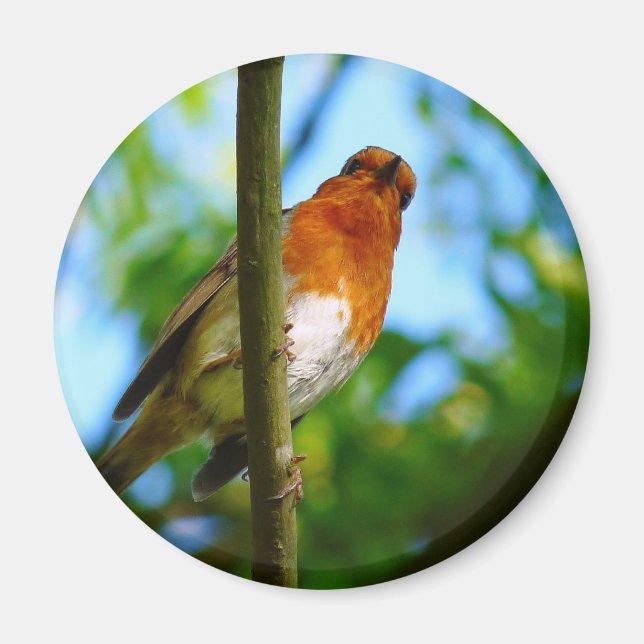 ROBINS MAGNET (Front)