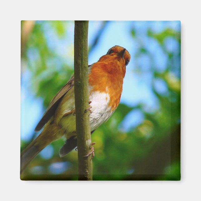 ROBINS MAGNET (Front)