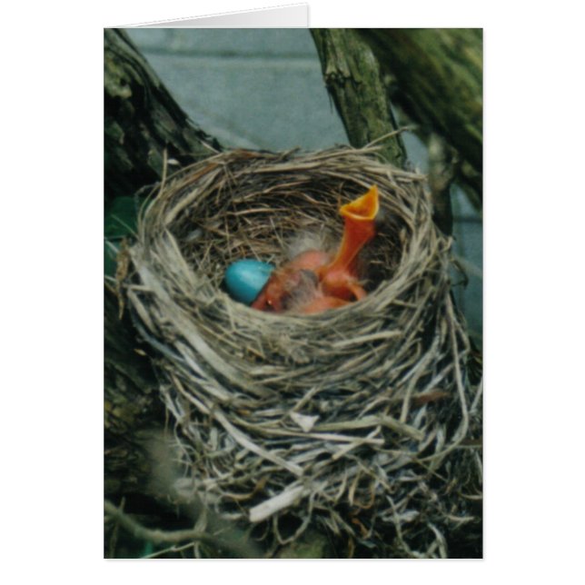 Robin's Nest (Front)