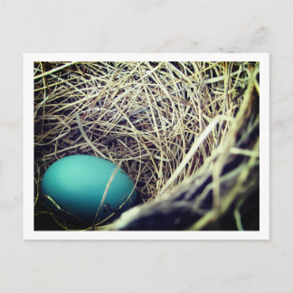 Robin's Nest | Postcard
