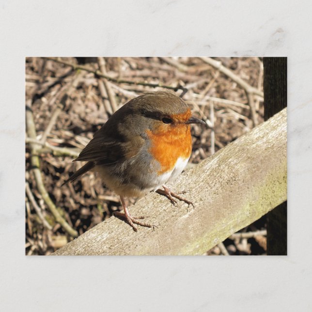 ROBINS POSTCARD (Front)
