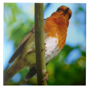 ROBINS TILE