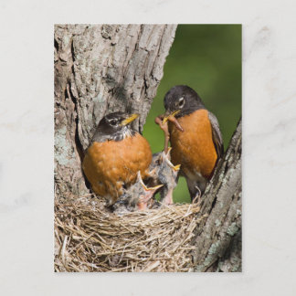 Robins VI Postcard