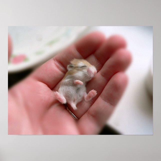 Robo Pup Poster (Front)