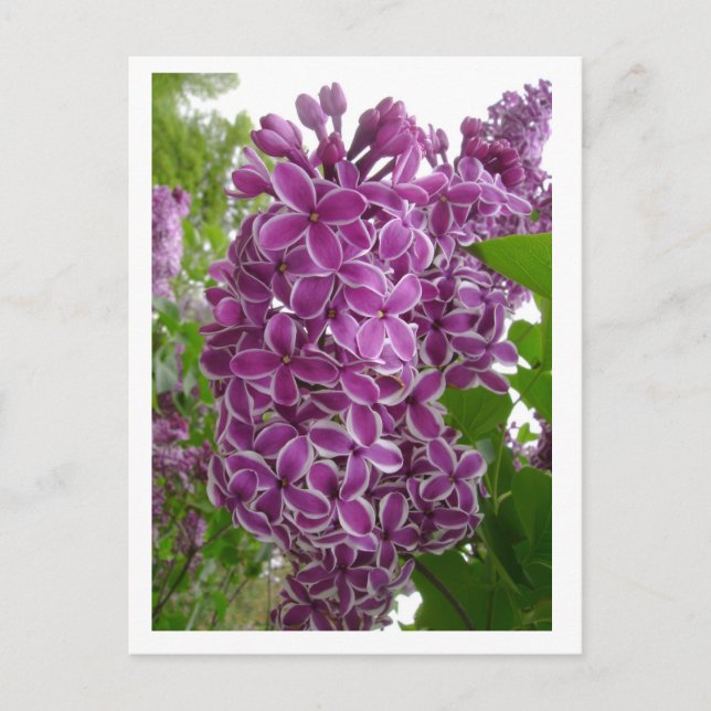 Rochester Lilacs Postcard (Front)