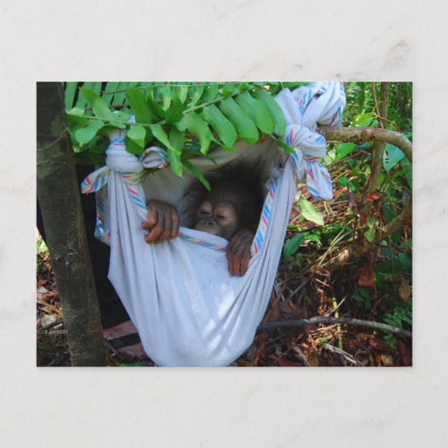 Rock a Bye Baby Orangutan Postcard (Front)