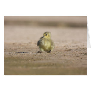 Rock-A Bye Gosling