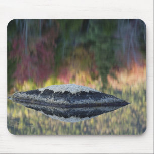 Rock and tree reflection, Lily Pond, White Mouse Mat