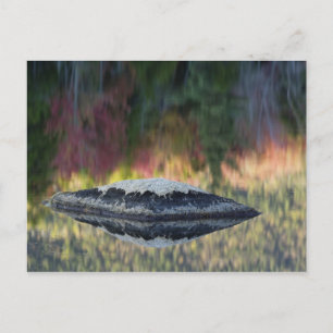 Rock and tree reflection, Lily Pond, White Postcard