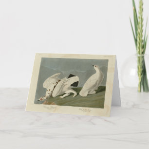 Rock and White-tailed Ptarmigan - Audubon's Birds Card