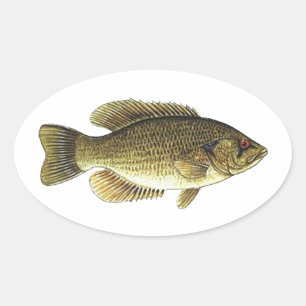 Rock Bass - Red Eye Oval Sticker