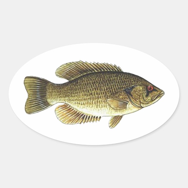 Rock Bass - Red Eye Oval Sticker (Front)