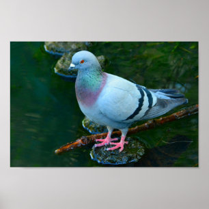 Rock Dove Poster
