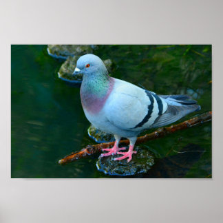 Rock Dove Poster