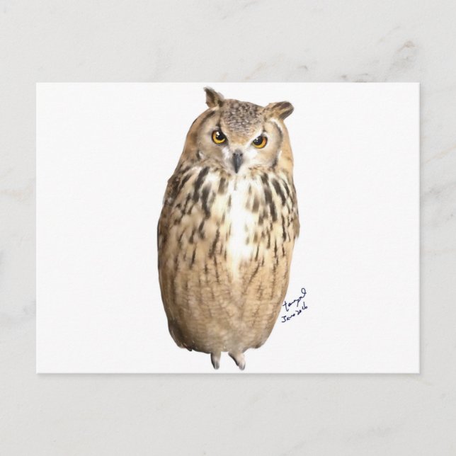 Rock eagle owl postcard (Front)
